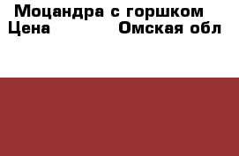 Моцандра с горшком › Цена ­ 1 000 - Омская обл.  »    